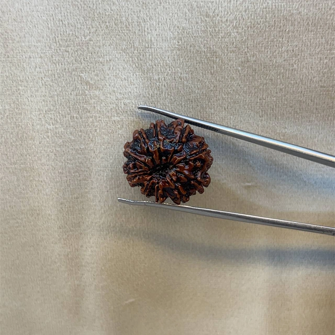 Ten Faced Rudraksha (10 mukhi)