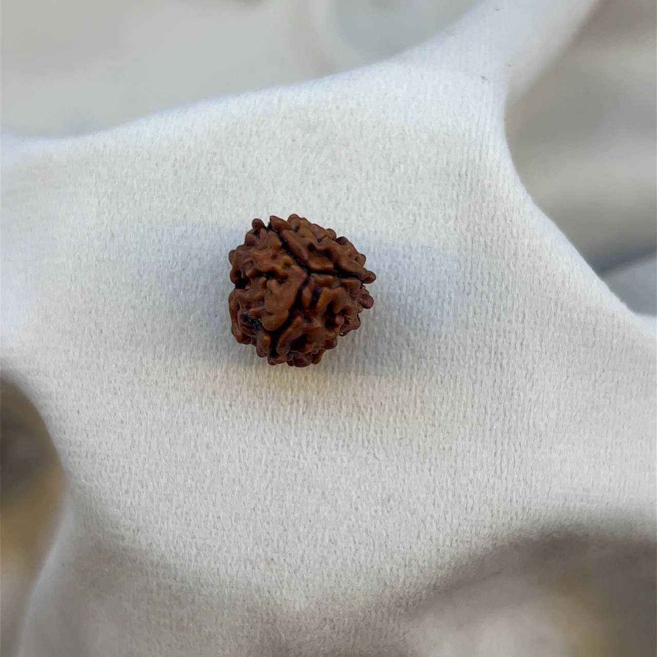 Three Faces Rudraksha (3 Mukhi)