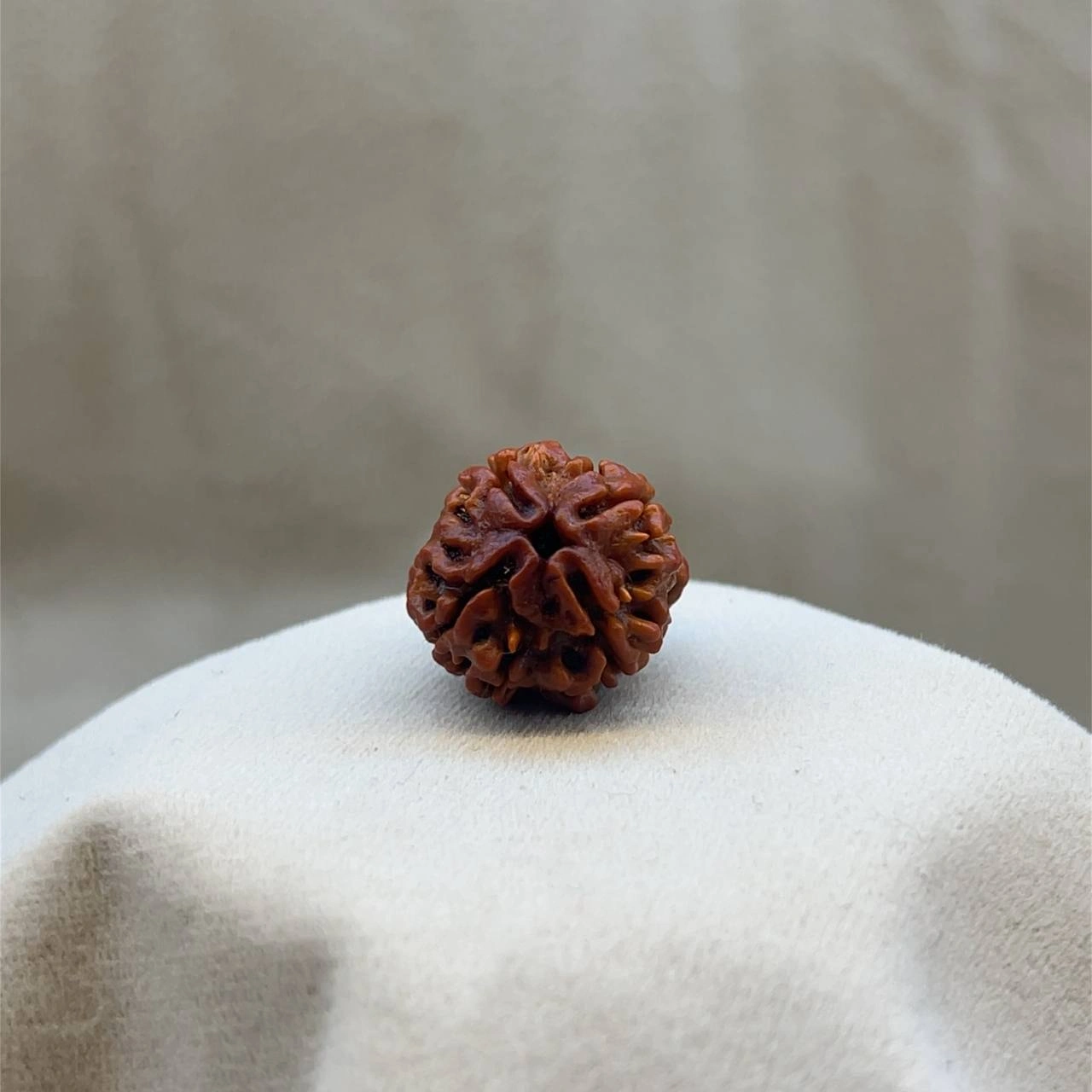 Four Faced Rudraksha (4 mukhi)
