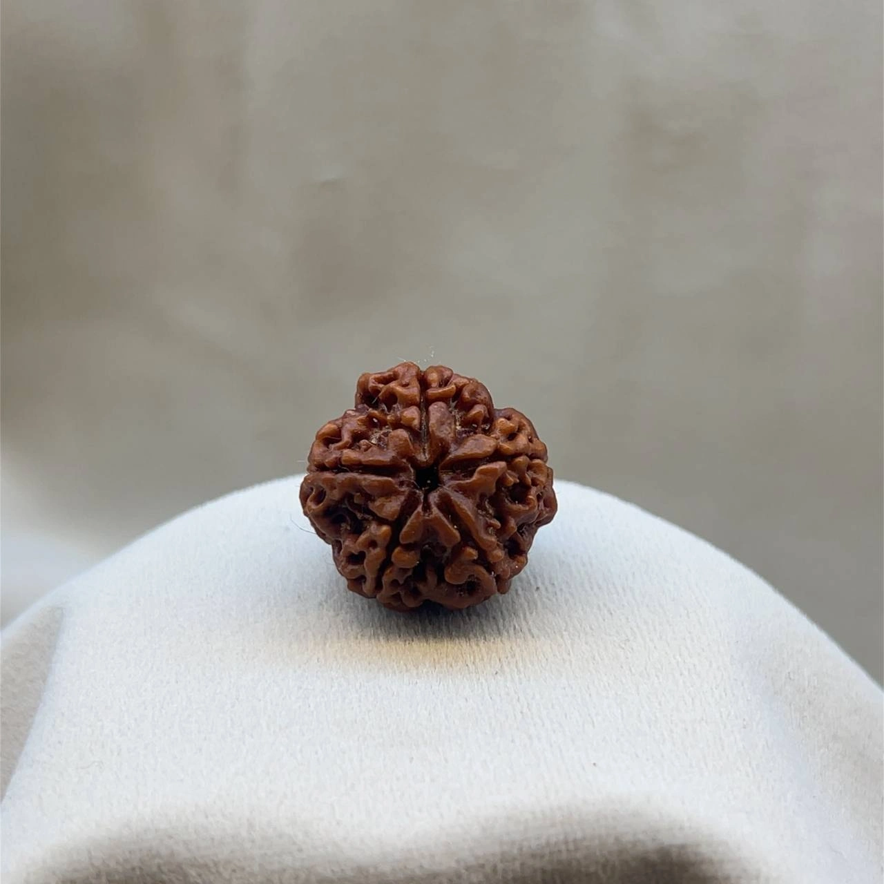 Five Faced Rudraksha (5 mukhi)