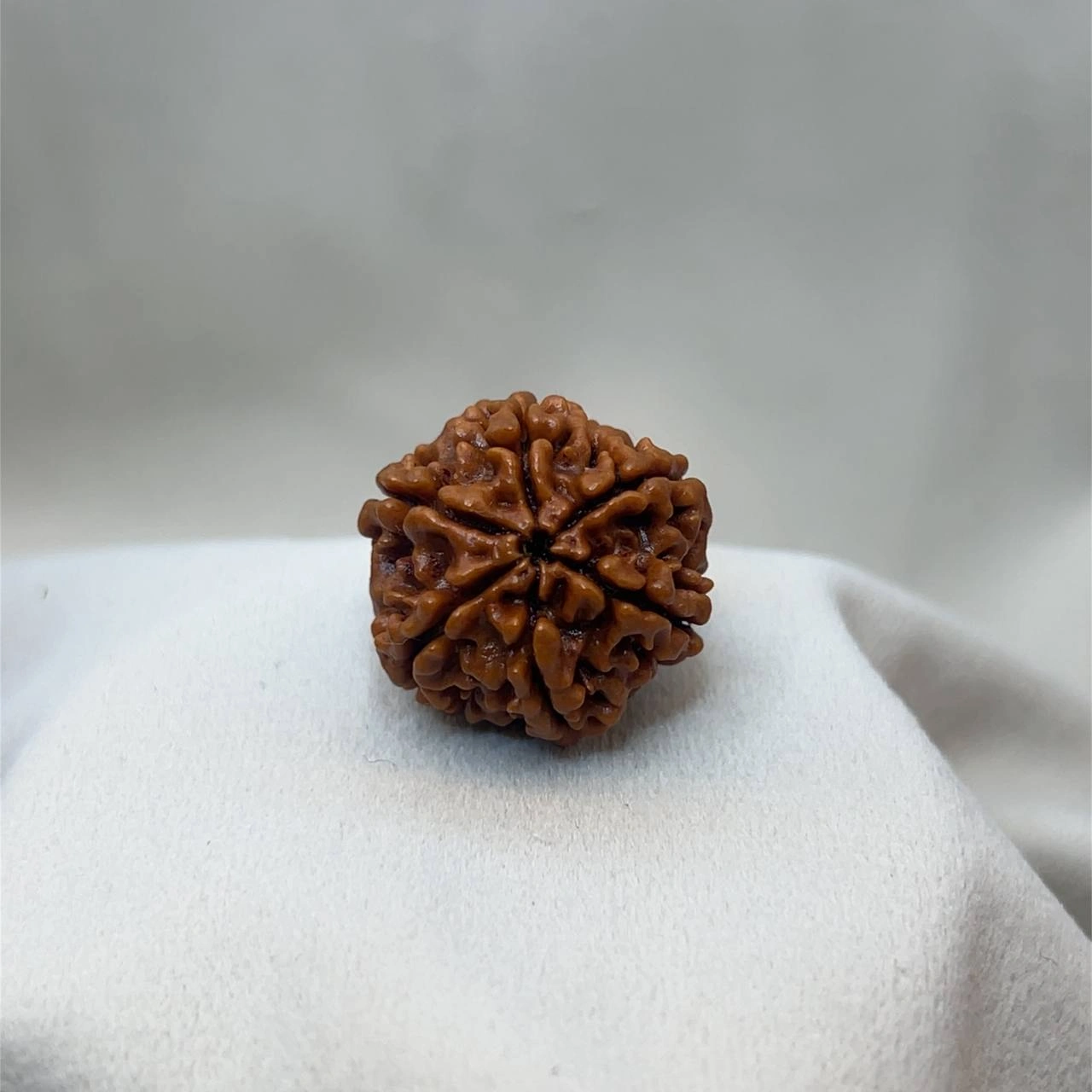Six Face Rudraksha (6 mukhi)