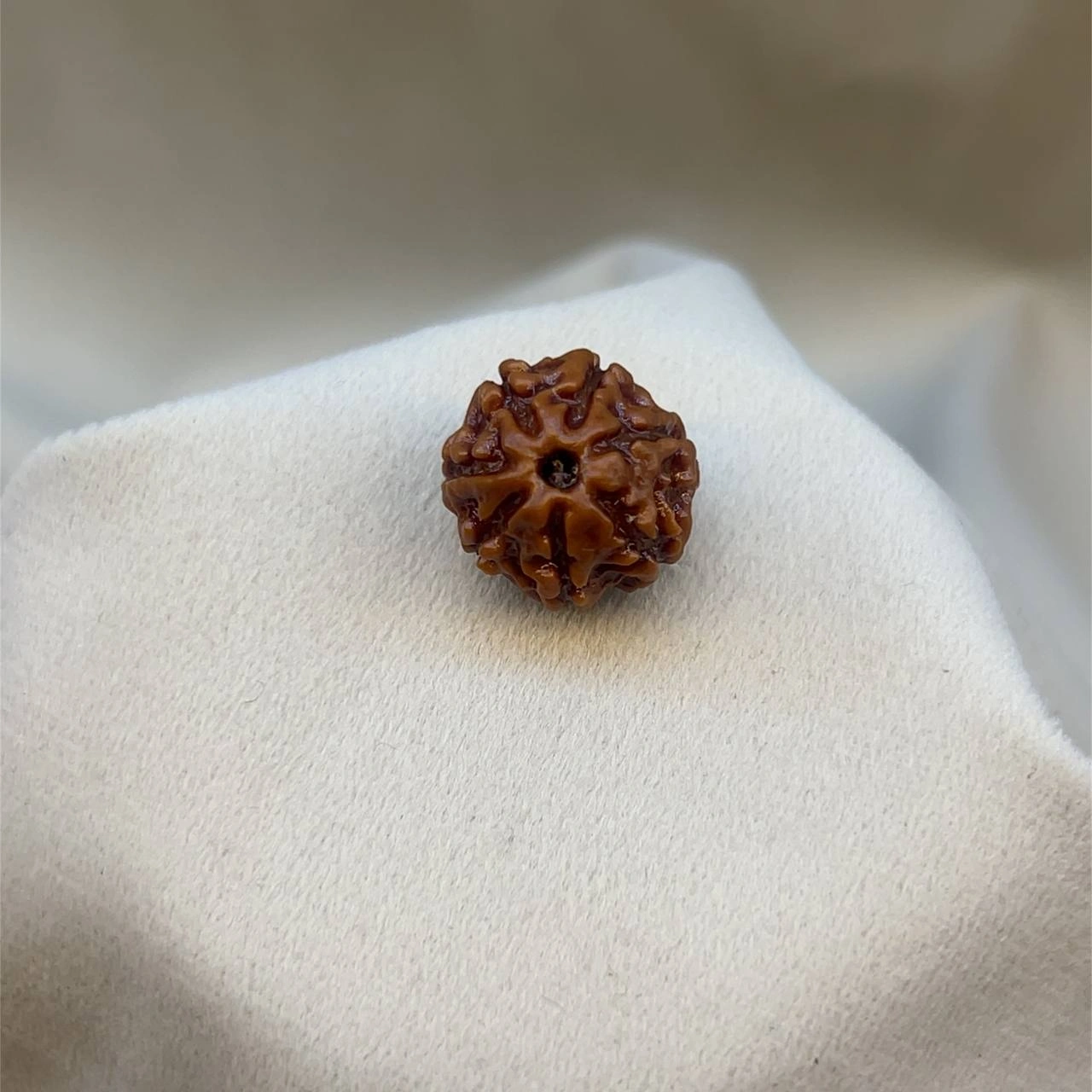 Seven Faces Rudraksha (7 mukhi)