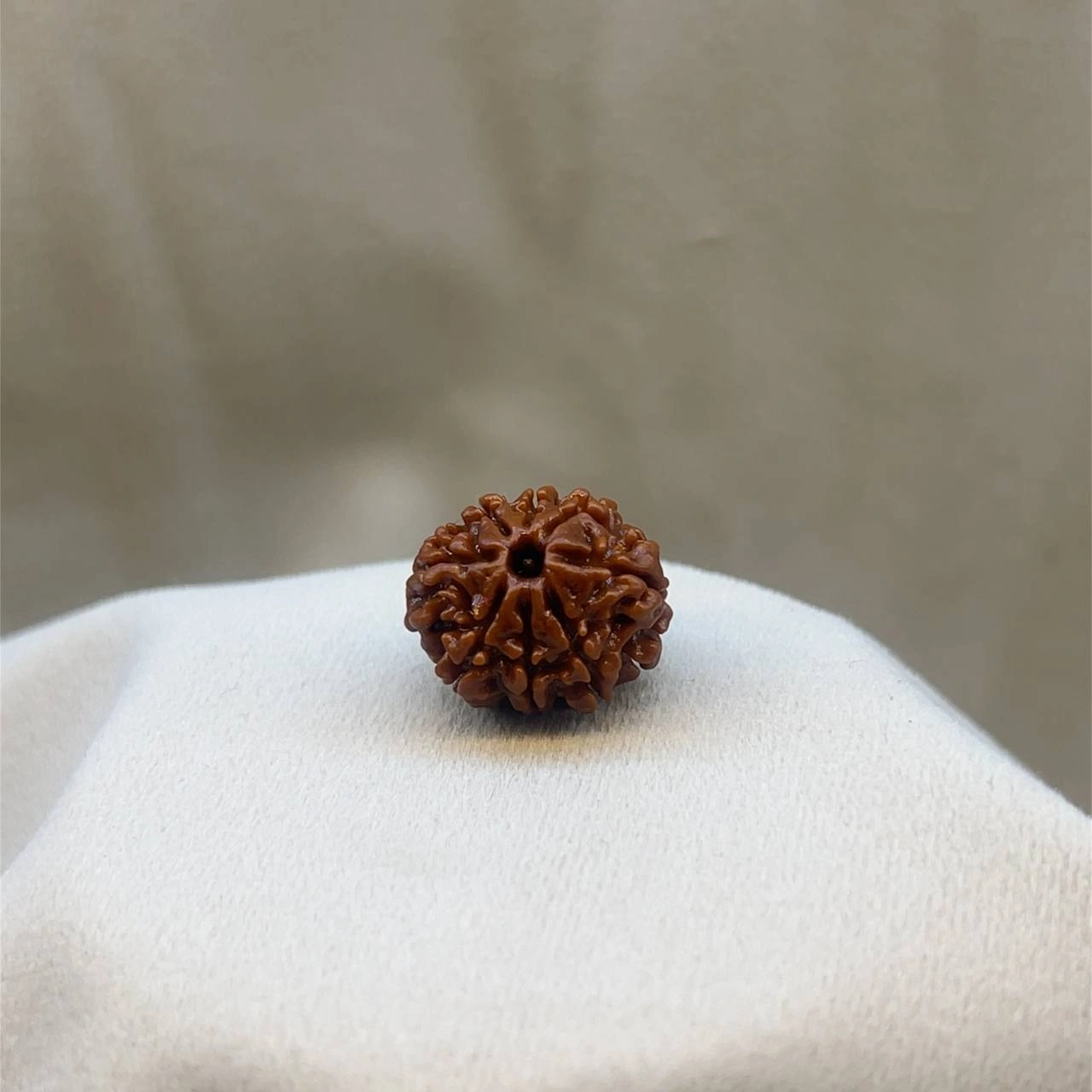 Eight Faced Rudraksha (8 mukhi)