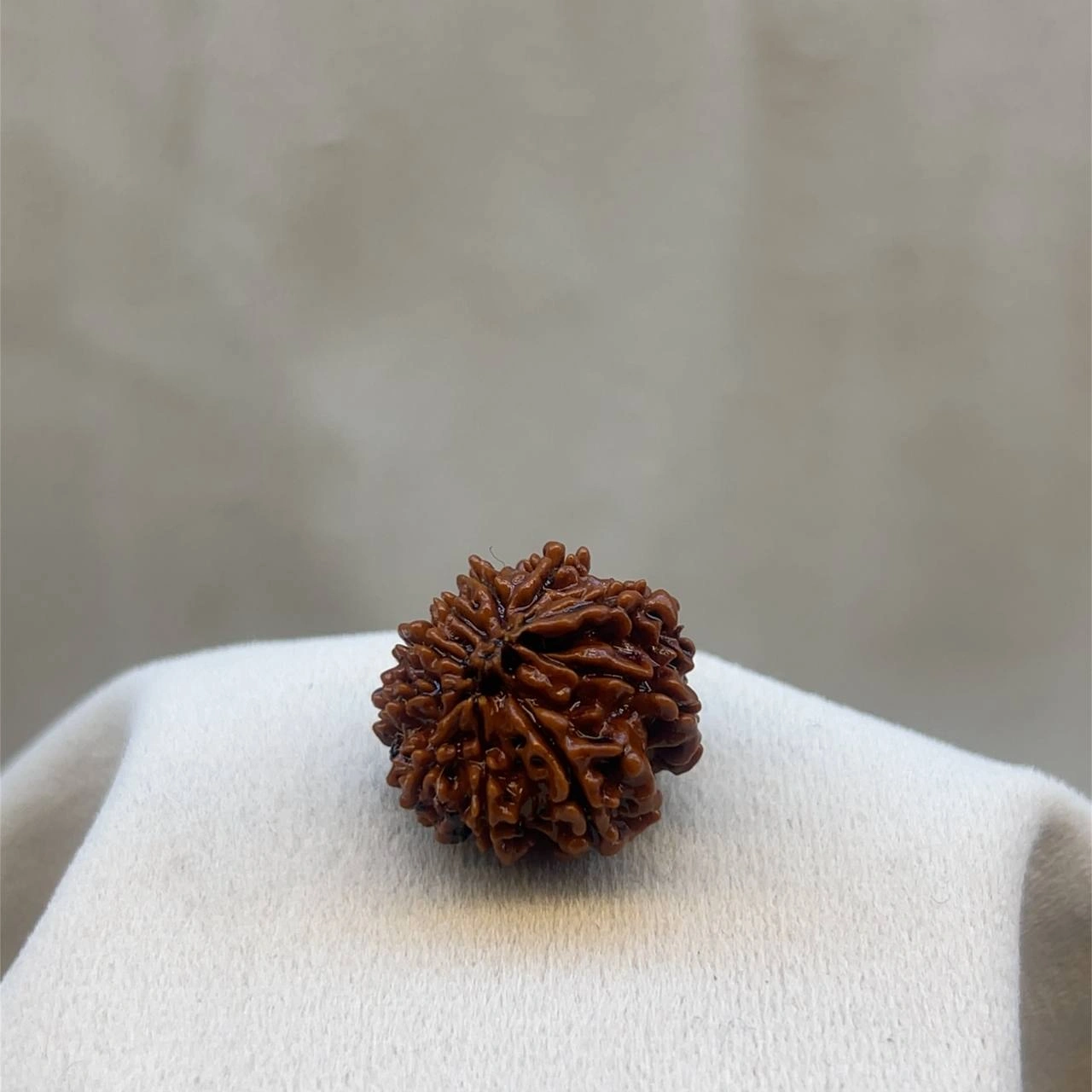 Nine Faced Rudraksha (9 mukhi)