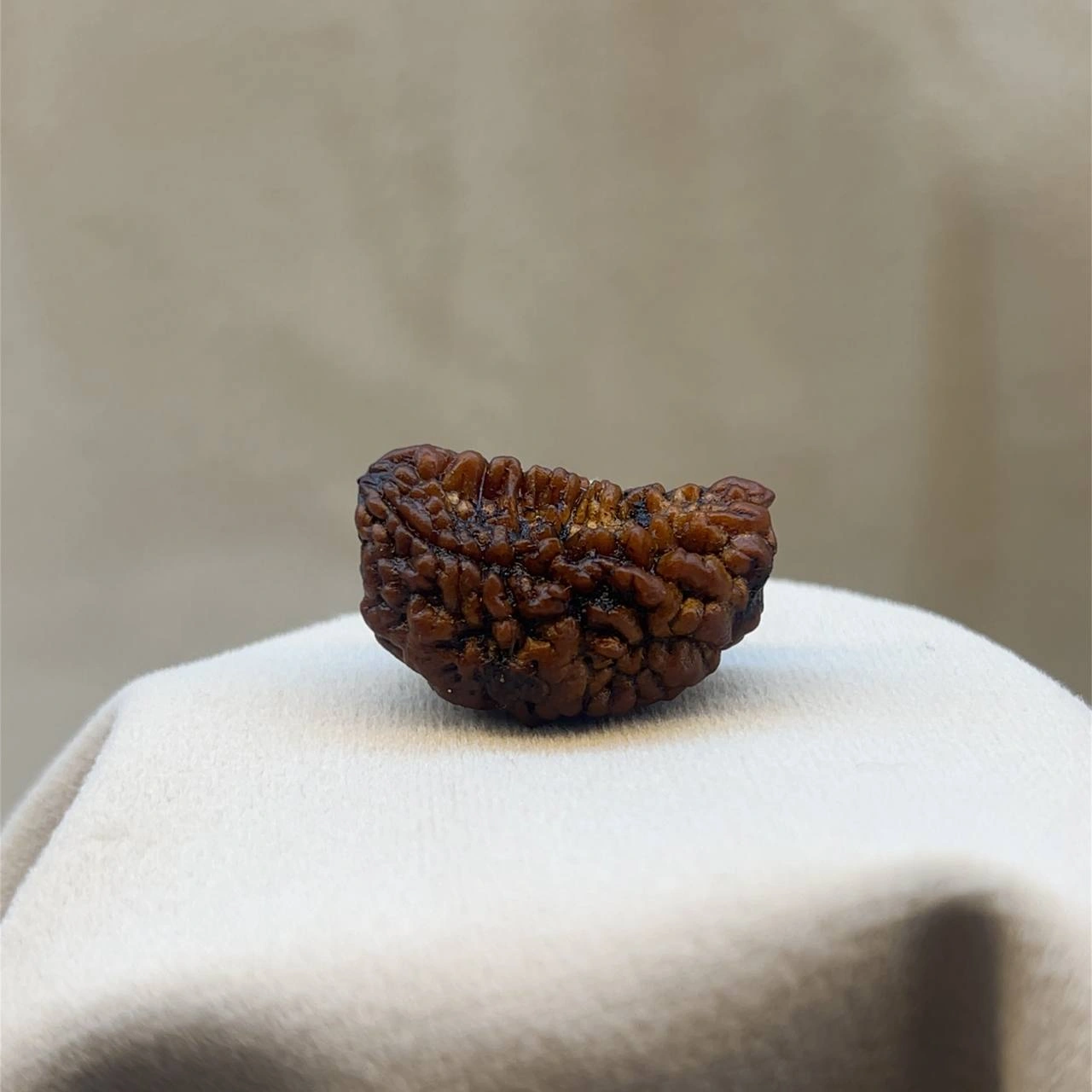 Rudraksha One Faced
